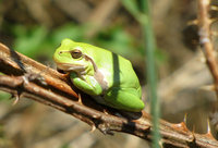 1-Hyla-7704.jpg