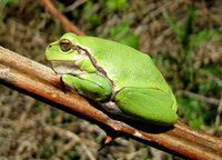 2-Hyla-7713.jpg