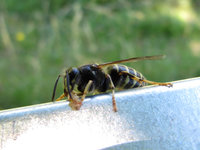 Dolichovespula media Arbeiterin.JPG