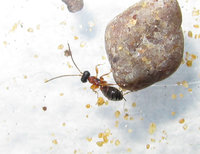 Ameisenähnliches Insekt2.JPG