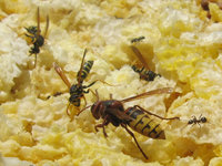 Vespa crabro und Polistes dominulus.JPG