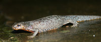 Triturus alpestris 001.jpg