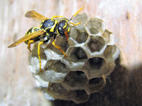 Polistes cf dominula.JPG