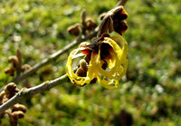 Hamamelis-21.1.18-275.jpg