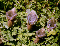 1-Aristolochia-cretica.jpg
