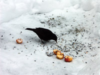 Amsel-042.jpg