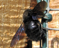 Xylocopa-.jpg