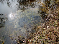 1-Rana-Laich-379.jpg (944.86 KiB) 96407-mal betrachtet 1-Rana-Laich-379.jpg