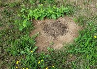 3-Formica-pratensis Nest Dieburg 08-08-14.JPG