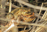 Bufo-Paar_407.jpg