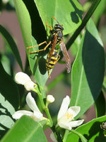 Polistes_0017.JPG