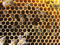 Bienen trauriges Bild.JPG