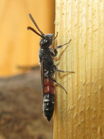 Sapyga quinquepunctata seitlich.JPG