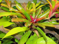 Bromelien Terrarium Neoregelia.JPG