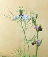 Ophrys2_0467.jpg