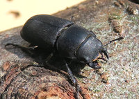 2-Dorcus_0485.jpg