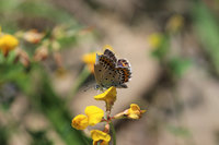 Plebejus cf argyrognomon Weibchen 2.JPG