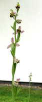 2-Ophrysa_0594.jpg
