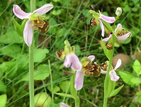 4-Ophrys-Cocc_0596.jpg (571.33 KiB) 132572-mal betrachtet 4-Ophrys-Cocc_0596.jpg