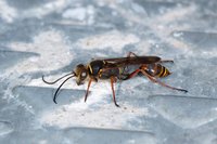 DSC02130a.jpg (316.16 KiB) 14768-mal betrachtet DSC02130a.jpg