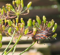 Graphosoma_0731.jpg