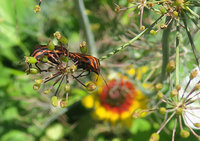 Graphosoma_0733.jpg