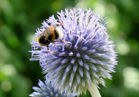 b-Hummel-gr._0779.jpg