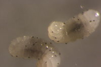 IMG_9965 Ameisenportal.JPG (361.38 KiB) 72364-mal betrachtet IMG_9965 Ameisenportal.JPG