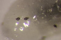 IMG_9978 Ameisenportal.JPG (612.8 KiB) 72364-mal betrachtet IMG_9978 Ameisenportal.JPG