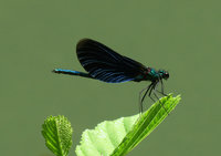 Calopteryx-0782.jpg