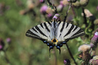 Iphiclides podalirius Segelfalter.JPG