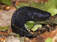 3a-Limax-cinereoniger.jpg