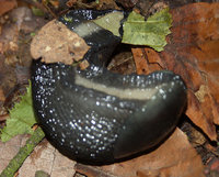 4a-Limax-cinereoniger.jpg