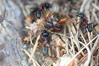 Camponotus Majore.JPG