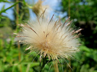 Distel_0913.jpg