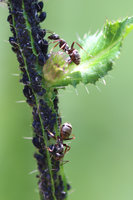 Distel Serviformica und Blattläuse.JPG