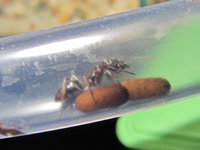 Odontomachus haematodus Verbindungsschlauch.JPG (547.84 KiB) 105369-mal betrachtet Odontomachus haematodus Verbindungsschlauch.JPG