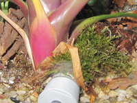 Odontomachus haematodus Nesteingang.JPG (665.78 KiB) 105374-mal betrachtet Odontomachus haematodus Nesteingang.JPG