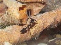 Odontomachus haematodus.JPG (1.51 MiB) 105345-mal betrachtet Odontomachus haematodus.JPG