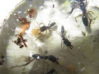 Odontomachus haematodus Eier.JPG