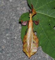 Phyllium giganteum Männchen.JPG