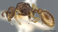 Myrmica_myrmicoxena,-aus-An.jpg