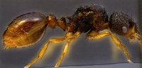 M.myrmecox.Seifert-093.jpg