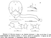 Francoeur_1968_M_lampra.jpg