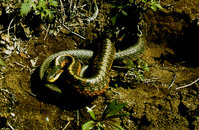 Quebec-snake-img095.jpg