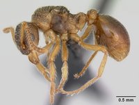 Myrmica_karavajevi_casent0172766_profile_1.jpg