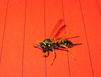 Polistes Februar.JPG