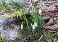 3-Galanthus_1270.jpg