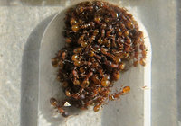 4-T.aff.Wi-Traube_1309a.jpg (704.67 KiB) 54082-mal betrachtet 4-T.aff.Wi-Traube_1309a.jpg