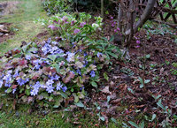 2-Hepatica-IMG_1330.jpg (943.55 KiB) 111641-mal betrachtet 2-Hepatica-IMG_1330.jpg